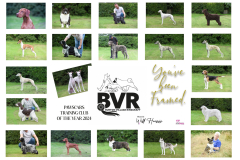 BVR_2024-copy-scaled