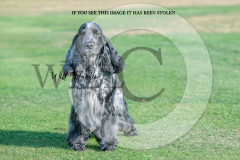 1_WH50164-scaled