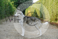 1_WH50331-scaled