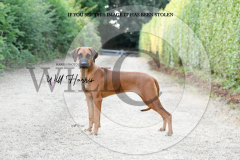 1_WH50365-scaled