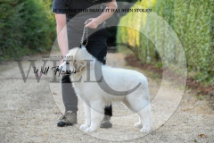 1_WH50370-scaled