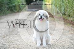 1_WH50394-scaled