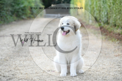 1_WH50395-scaled