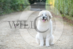 1_WH50398-scaled