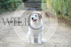 1_WH50407-scaled