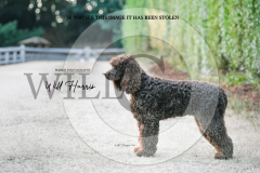 1_WH50451-scaled