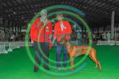 HOUNDSHOW-2023-WCH_0136.JPG