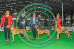 HOUNDSHOW-2023-WCH_0143.JPG