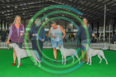 HOUNDSHOW-2023-WCH_0148.JPG