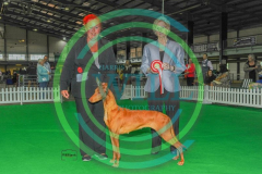 HOUNDSHOW-2023-WCH_0151.JPG