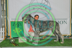 HOUNDSHOW-2023-WCH_0205.JPG