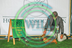 HOUNDSHOW-2023-WCH_0219.JPG