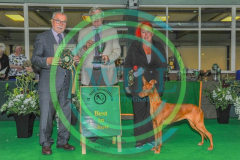 HOUNDSHOW-2023-WCH_0243.JPG