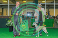 HOUNDSHOW-2023-WCH_0252.JPG