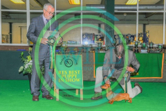 HOUNDSHOW-2023-WCH_0260.JPG