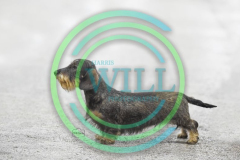 HOUNDSHOW-2023-WCH_6228.JPG