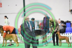 HOUNDSHOW-2023-WCH_6238.JPG