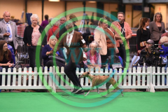 HOUNDSHOW-2023-WCH_6241.JPG