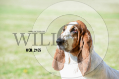 WCH_2485-copy