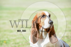 WCH_2503-copy