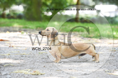 WCH_2704-copy