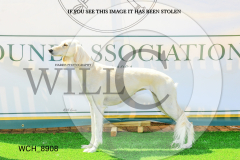WCH_8908-copy