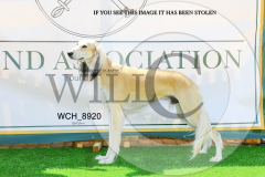 WCH_8920-copy