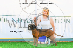 WCH_9019-copy