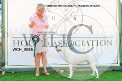 WCH_9065-copy