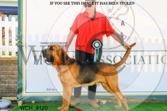 WCH_9120-copy