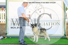 WCH_9134-copy