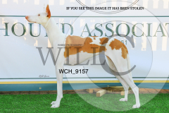 WCH_9157-copy