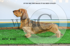 WCH_9180-copy