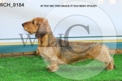 WCH_9184-copy