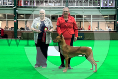 1_WCH_0009_HOUNDSHOW-2025-copy