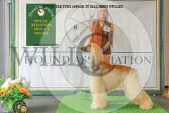 1_WH1_1493_HOUNDSHOW-2025-copy-scaled