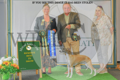 1_WH1_1504_HOUNDSHOW-2025-copy-scaled