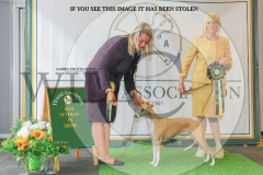 1_WH1_1521_HOUNDSHOW-2025-copy-scaled