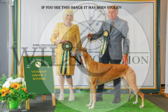 1_WH1_1541_HOUNDSHOW-2025-copy-scaled
