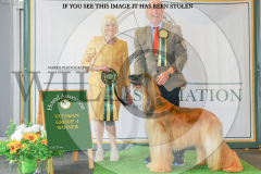 1_WH1_1544_HOUNDSHOW-2025-copy-scaled