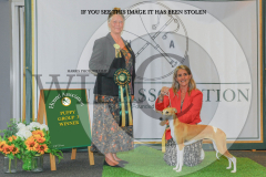 1_WH1_1556_HOUNDSHOW-2025-copy-scaled