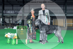 1_WH1_1597_HOUNDSHOW-2025-copy-scaled
