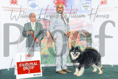 2_THE-WELSH-KENNEL-CLUB-2023-WCH_0305.JPG