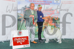 2_THE-WELSH-KENNEL-CLUB-2023-WCH_0312.JPG