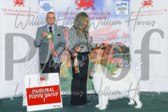 2_THE-WELSH-KENNEL-CLUB-2023-WCH_0315.JPG