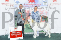2_THE-WELSH-KENNEL-CLUB-2023-WCH_0328.JPG