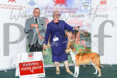 2_THE-WELSH-KENNEL-CLUB-2023-WCH_0335.JPG