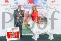 2_THE-WELSH-KENNEL-CLUB-2023-WCH_0346.JPG