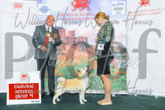 2_THE-WELSH-KENNEL-CLUB-2023-WCH_0359.JPG
