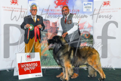2_THE-WELSH-KENNEL-CLUB-2023-WCH_0363.JPG